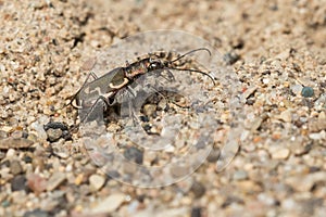 Bronzed Tiger Beetle - Cicindela repanda