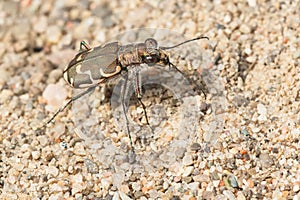 Bronzed Tiger Beetle - Cicindela repanda photo