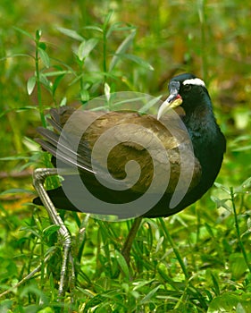 Bronzed winded jacana in habitat shot