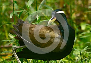 Bronzed winded jacana in habitat shot