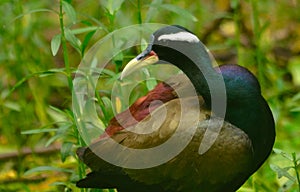 Bronzed winded jacana in habitat shot