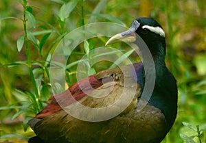 Bronzed winded jacana in habitat shot