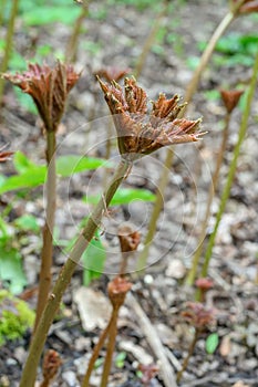 Bronzeleaf Rodgersia podophylla Donard Form, emerging leaves