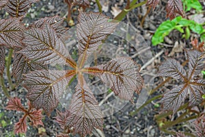 Bronzeleaf Rodgersia podophylla Donard Form, young leaf in spring