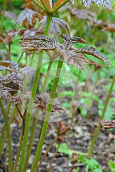 Bronzeleaf Rodgersia podophylla Donard Form, young leaves in spring