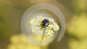Bronzovka smelly with elongated legs perched on flower blooms