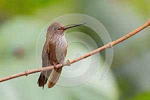 Bronzy Inca - Coeligena coeligena photo