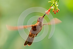 Bronzy Inca - Coeligena coeligena