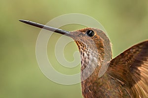 Bronzy inca, hummingbird from tropical forest,Colombia,close up bird portrait,clear colorful background,nature,wildlife, exotic bi