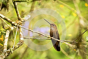 Bronzy inca sitting on branch, hummingbird from tropical forest,Colombia,bird perching,tiny bird resting in rainforest,clear color