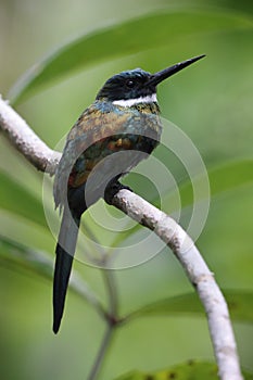 The bronzy jacamar (Galbula leucogastra) in Colombia