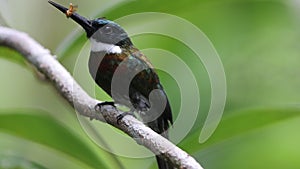 The bronzy jacamar (Galbula leucogastra) in Colombia