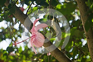 Bronzy Sunbird on a Chinese hibiscus