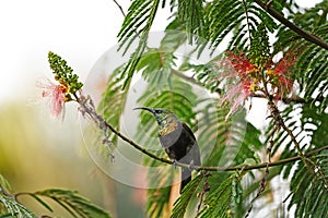 bronzy sunbird, nectarinia kilimensis