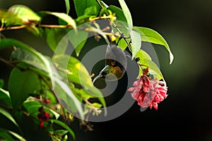 bronzy sunbird, nectarinia kilimensis