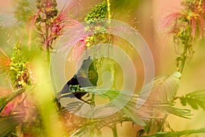 Bronzy sunbird, Nectarinia kilimensis,bird in the green vegetation, Uganda. Green, yellow, red bird in the nature habitat. Rare