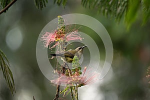 Bronzy sunbird, sunbird female