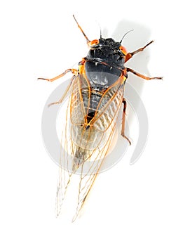 Brood X 17-year periodical cicada (Magicicada septendecim)