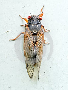 Brood X Adult Cicada Macro Portrait, Top View