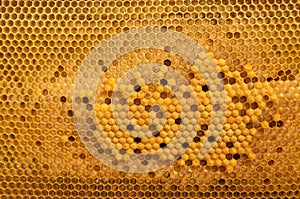 Brood cells of the honey bee