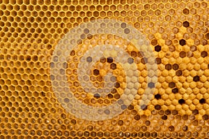 Brood cells of the honey bee