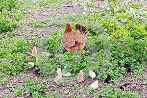 Brood of chicks with clocking hen among grass on farm photo