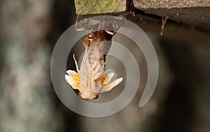 Brood X cicada