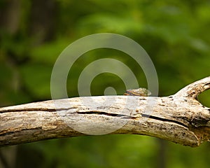 Brood X Cicada on Dead Limb