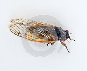Brood X Cicada Isolated on White Background