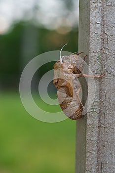 Brood X cicadas have emerged an empty shell clings to a suburban fence