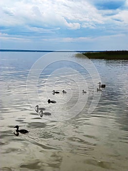 A brood of ducklings with a duck