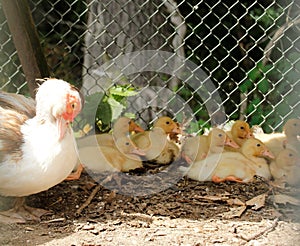 Momma duck cleaning self and guarding her brood (football team) of ducklings