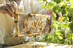 Brood frame in the sunlight.Beekeeper holding brood frame and checking it