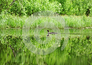 Brood of Goldeneye