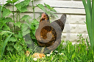 Brood hen with chickens