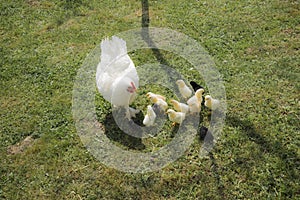 A brood hen with chickens