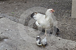 Brood-hen with three small chickens walk in the  yard, Jeleznitsa, Vitosha mountain