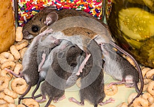 A brood of house mice in a kitchen cabinet.