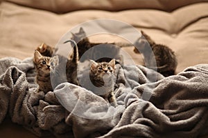 Brood of little cute kittens on blanket. Care in animal shelter