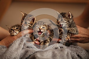 Brood of little cute kittens on blanket. Care in animal shelter