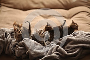 Brood of little cute kittens on blanket. Care in animal shelter