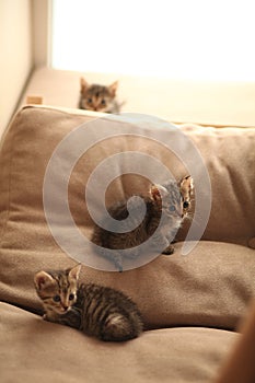 Brood of little cute kittens on blanket. Care in animal shelter