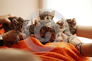 Brood of little cute kittens on blanket. Care in animal shelter