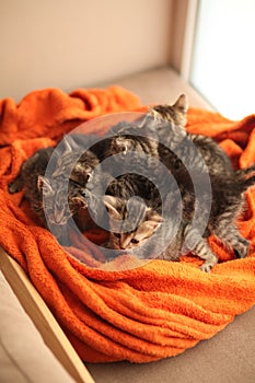 Brood of little cute kittens on blanket. Care in animal shelter