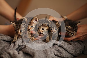 Brood of little cute kittens on blanket. Care in animal shelter