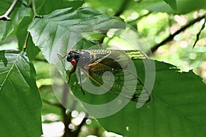 Brood X Periodical Cicada