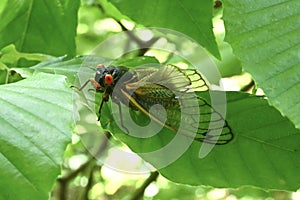 Brood X Periodical Cicada