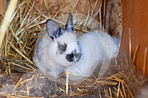 Alimanas de conejos en nido 25 viejo conejo. pequeno conejos de varios colores. 2023 es un de conejo 