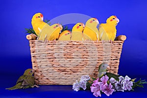 Brood of Red-fronted Kakariki parakeets