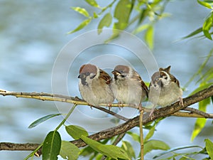 Brood of sparrows